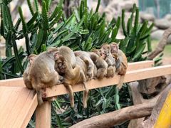 -广州长隆野生动物世界
