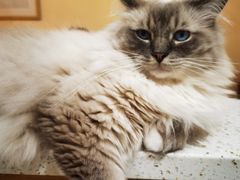 -滚猫咖啡·猫咖·猫友好撸猫(未来城店)