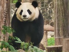-都江堰中华大熊猫苑
