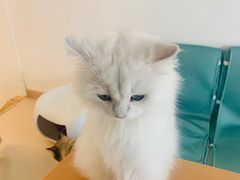 -猫在这儿猫咪咖啡馆·撸猫馆