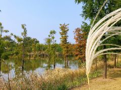 -上海长兴岛郊野公园