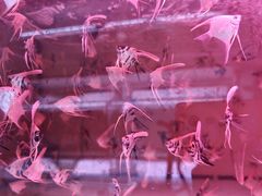 -中环花鸟鱼虫市场