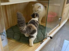 -山宅一喵德文卷毛猫舍