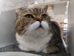 -喵园·猫主题咖啡厅·撸猫·猫咖(国贸店)