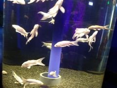 -沙沙哗啦海洋馆(华宇百花谷店)