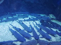 -烟台海昌鲸鲨海洋公园