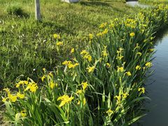 -春花秋色城市公园