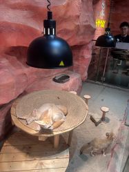 -Zoolung Zoolung动物主题公园(海信广场店)