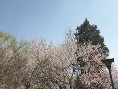 -桃花堤公园