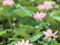 -荔湾湖公园