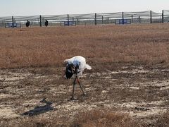 -盐城丹顶鹤湿地生态旅游区