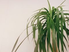 -峰厨大鱼泡饼·天津菜(西青大学城店)