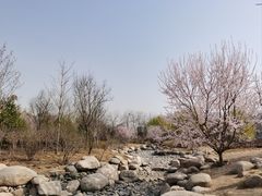 -莲花池公园