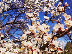 -北京西山国家森林公园