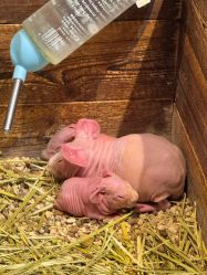 -酷嗒动物文化乐园(cutezoo西溪乐天城店)