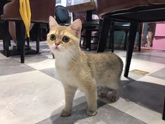-猫小院猫主题餐厅(三里屯店)