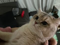 -猫大福·Fortune Cat猫舍(百子湾店)