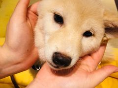 -逗柴咖啡屋·狗咖猫咖宠物桌游