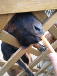 -萌宠亲子动物乐园(槐房万达店)