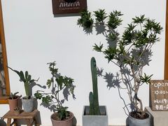 -AHAVA·Fang Baking Studio