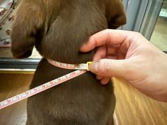 -萌宠之家·腊肠犬·马尔泰·小体犬舍