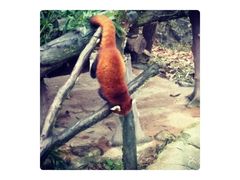 -都江堰中华大熊猫苑