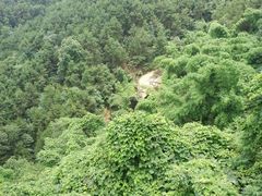 -铁山坪森林公园