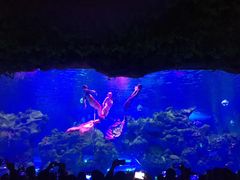 -芜湖新华联大白鲸海洋公园