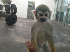 小猴子-西安秦岭野生动物园