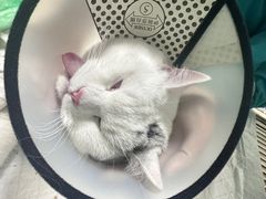 -爱牧宠物医院·猫专科·骨科·内窥镜(甪直店)