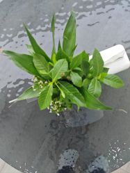 -HEYAN荷妍专业脱毛连锁机构