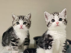 -lincat·猫舍(广州店)