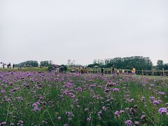 -光明小镇欢乐田园