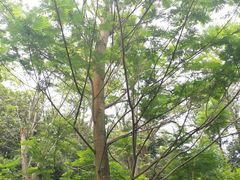 -南宁良凤江国家森林公园