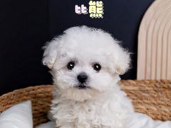 -翊宠yipet猫狗购宠庄园犬舍•猫舍