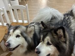-李小姐の猫咖啡馆(五角场店)