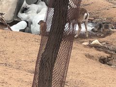 -秦皇岛野生动物园