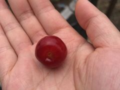 -樱桃山旅游景区