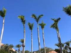 -亚龙湾国际玫瑰谷