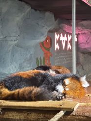 -Zoolung Zoolung动物主题公园(海信广场店)