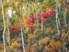 -塞罕坝国家级自然保护区