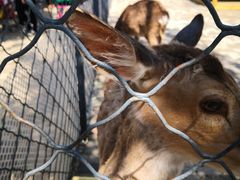 -长白岛森林公园