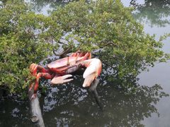 -北海金海湾红树林生态旅游区