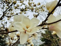 -南宫五洲植物乐园