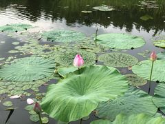 -哈尔滨大剧院