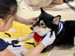 -逗柴咖啡屋·狗咖猫咖宠物桌游