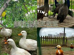 -光明小镇欢乐田园