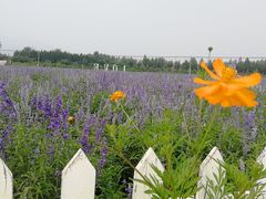 -北京东方普罗旺斯薰衣草庄园