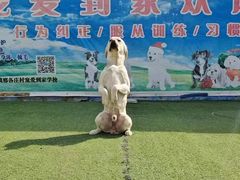 -宠物寄养训练学校
