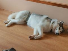 -Husky Go! 哈士奇体验馆·宠物咖啡厅狗咖